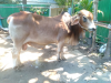 কুরবানির পশু